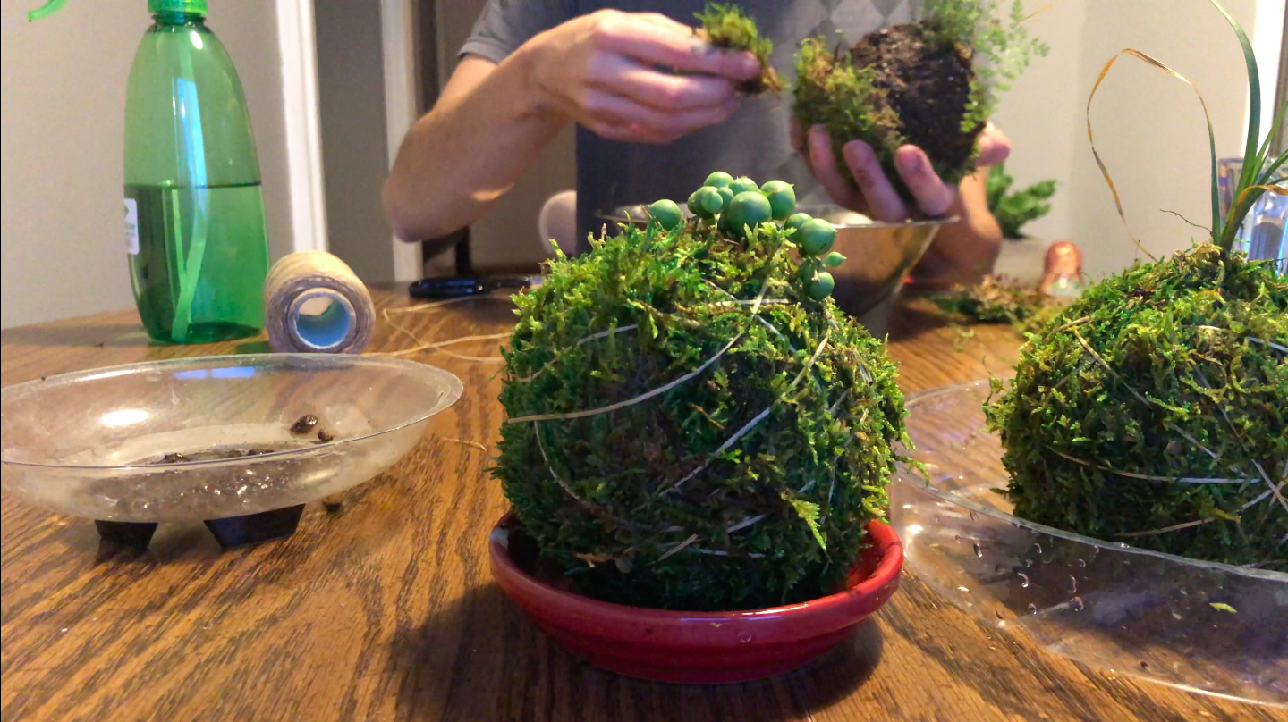 how-to-make-kokedama-combine-and-mold: Latex gloves keep hands clean while shaping the ball. You’ll know you have the right mix when it holds together. 